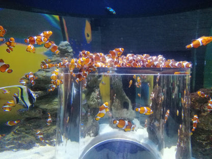 Two Oceans Aquarium