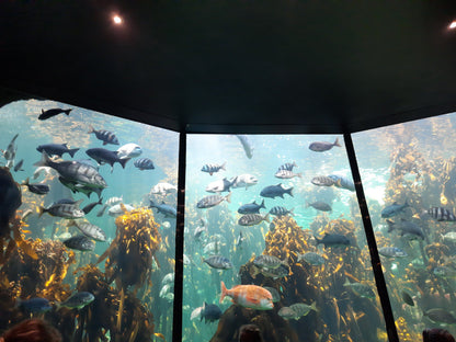  Two Oceans Aquarium