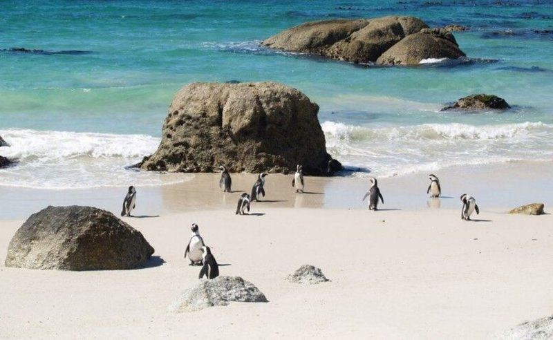 1 Day Table Mountain And Cape Point Adventure Vierlanden Cape Town Western Cape South Africa Penguin, Bird, Animal, Beach, Nature, Sand