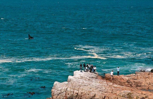 1 Day Whale And Wine Adventure Vierlanden Cape Town Western Cape South Africa Colorful, Beach, Nature, Sand, Cliff, Ocean, Waters