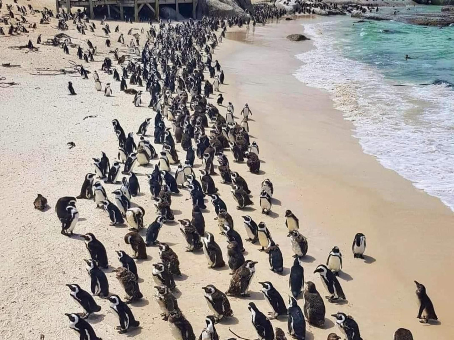 1 Mountain Rd Boutique B And B Fish Hoek Cape Town Western Cape South Africa Penguin, Bird, Animal, Beach, Nature, Sand