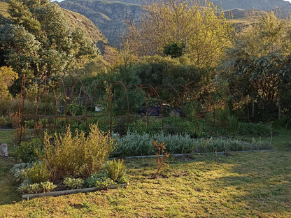 129 Park Road Greyton Western Cape South Africa Plant, Nature, Garden