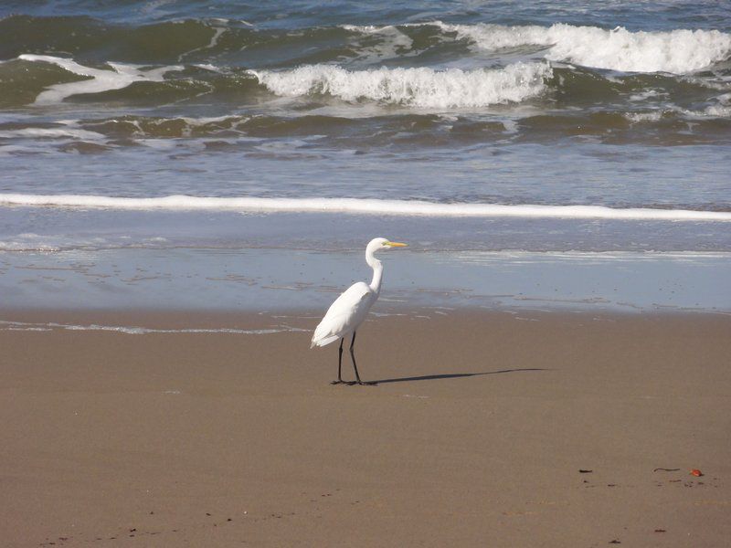 12 Bronze Paradise Ivy Beach Port Edward Kwazulu Natal South Africa Unsaturated, Seagull, Bird, Animal, Beach, Nature, Sand