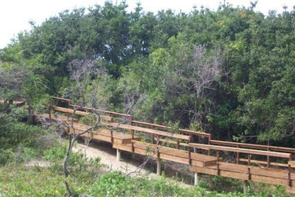 12 Bronze Paradise Ivy Beach Port Edward Kwazulu Natal South Africa Bridge, Architecture, Forest, Nature, Plant, Tree, Wood