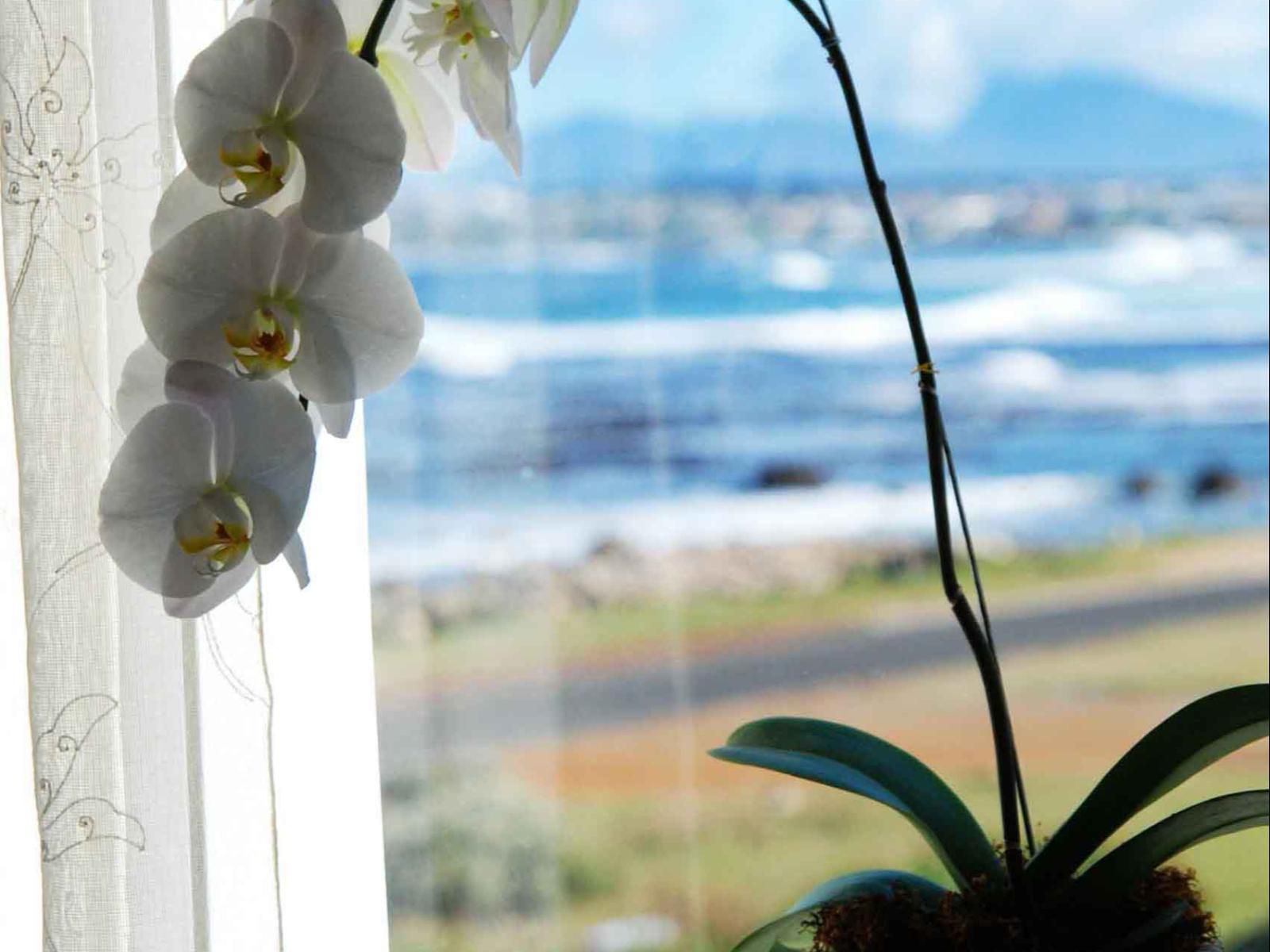 138 Marine Beachfront Guest House Sandbaai Hermanus Western Cape South Africa Blossom, Plant, Nature, Flower