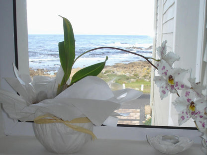 138 Marine Beachfront Guest House Sandbaai Hermanus Western Cape South Africa Selective Color, Beach, Nature, Sand, Plant