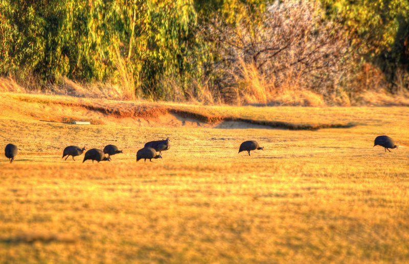 142 Vaal De Grace Parys Free State South Africa Colorful, Animal