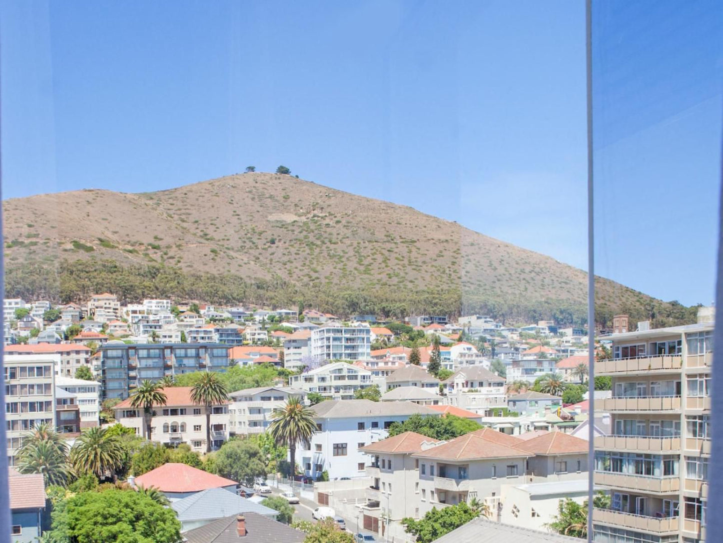 15A Loader Street De Waterkant Cape Town Western Cape South Africa Palm Tree, Plant, Nature, Wood