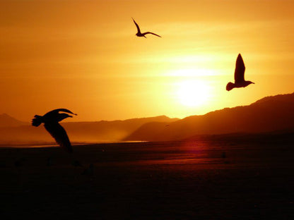 16 Beach Music Est 2008 Beachview Port Elizabeth Eastern Cape South Africa Colorful, Beach, Nature, Sand, Silhouette, Sky, Sunset