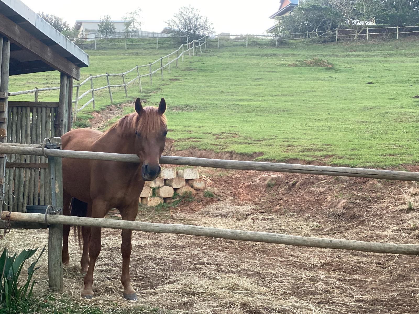 199 Sabuti Ballito Kwazulu Natal South Africa Horse, Mammal, Animal, Herbivore