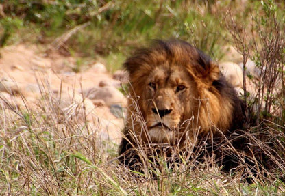 2 Day Leopard Crawl Tour South Kruger Park Mpumalanga South Africa Lion, Mammal, Animal, Big Cat, Predator