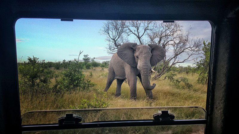 2 Night Kruger Adventurer Getaway Package Central Kruger Park Mpumalanga South Africa Elephant, Mammal, Animal, Herbivore