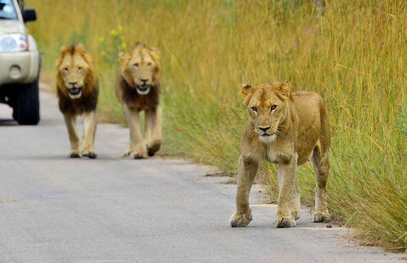2 Night Kruger Adventurer Getaway Package Central Kruger Park Mpumalanga South Africa Lion, Mammal, Animal, Big Cat, Predator, Car, Vehicle