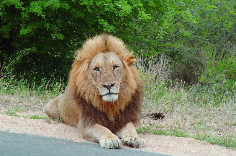 2 Night Kruger Adventurer Getaway Package Central Kruger Park Mpumalanga South Africa Lion, Mammal, Animal, Big Cat, Predator