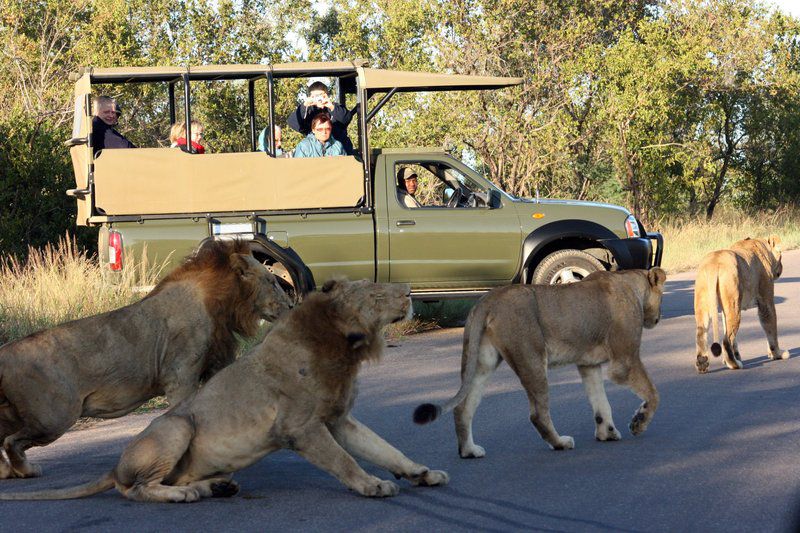2 Night Kruger Adventurer Getaway Package Central Kruger Park Mpumalanga South Africa Lion, Mammal, Animal, Big Cat, Predator