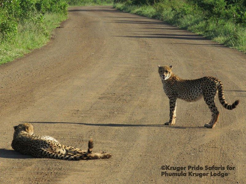 2 Night Phumula Kruger Package Marloth Park Mpumalanga South Africa Cheetah, Mammal, Animal, Big Cat, Predator