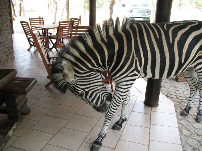 2 Night Phumula Kruger Package Marloth Park Mpumalanga South Africa Zebra, Mammal, Animal, Herbivore