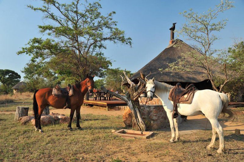 2 Night Kwafubesi Safari Package Mabula Private Game Reserve Limpopo Province South Africa Complementary Colors, Animal