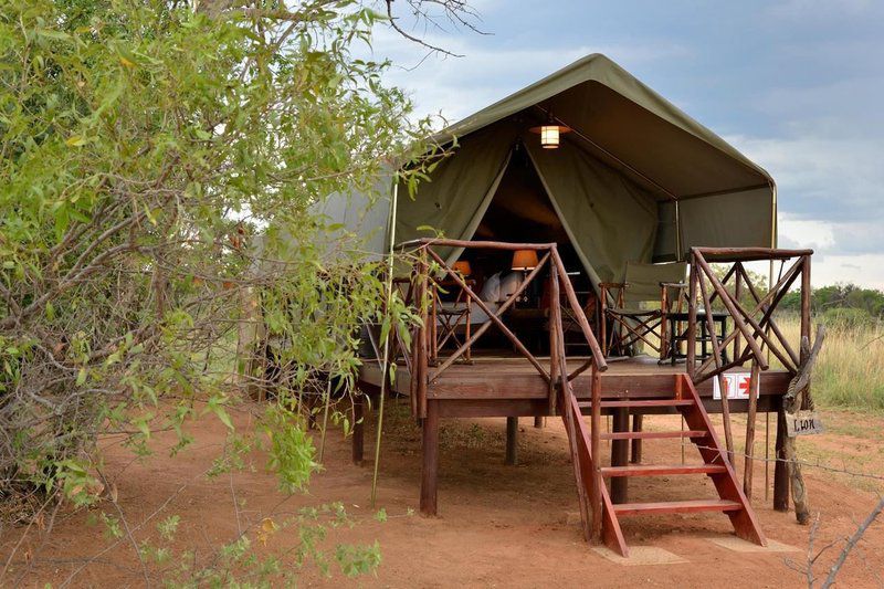 2 Night Kwafubesi Safari Package Mabula Private Game Reserve Limpopo Province South Africa 