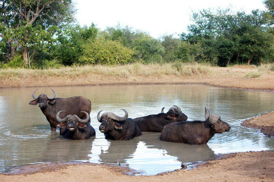 2 Night Classic Self Drive Safari Package Kapama Reserve Mpumalanga South Africa Water Buffalo, Mammal, Animal, Herbivore