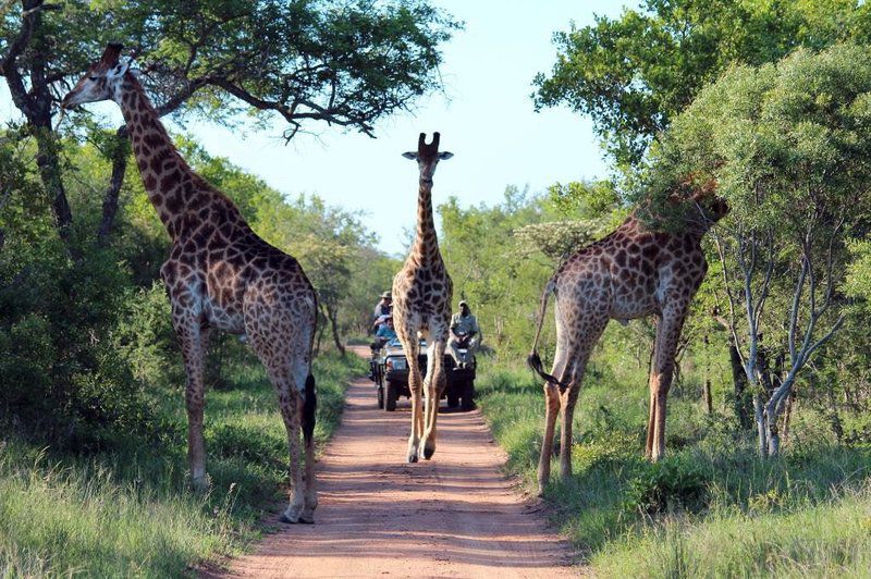 2 Night Classic Self Drive Safari Package Kapama Reserve Mpumalanga South Africa Giraffe, Mammal, Animal, Herbivore