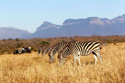 2 Night Classic Self Drive Safari Package Kapama Reserve Mpumalanga South Africa Complementary Colors, Colorful, Zebra, Mammal, Animal, Herbivore