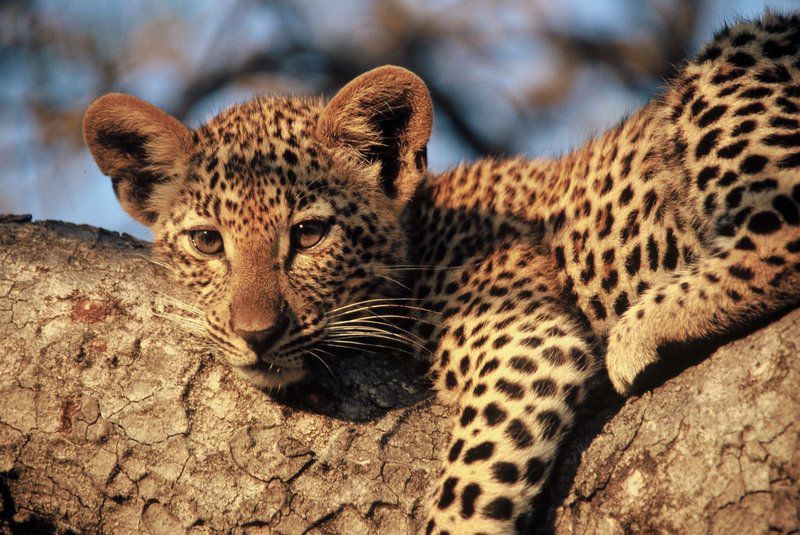 2 Night Classic Tented Safari Package South Kruger Park Mpumalanga South Africa Leopard, Mammal, Animal, Big Cat, Predator