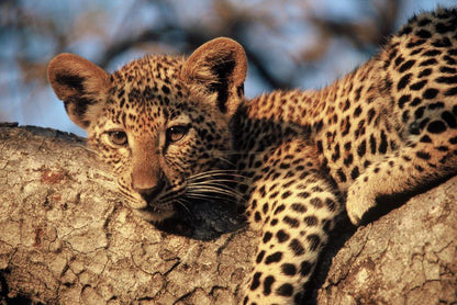 2 Night Classic Tented Safari Package South Kruger Park Mpumalanga South Africa Leopard, Mammal, Animal, Big Cat, Predator