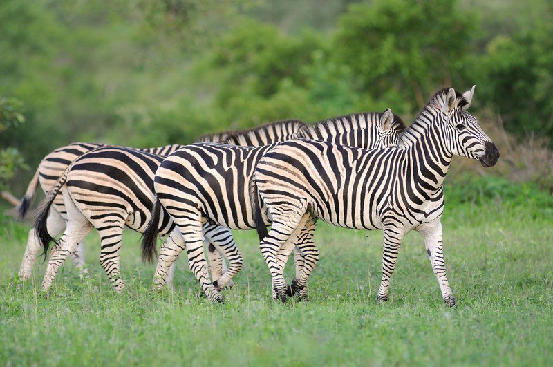 2 Night Classic Tented Safari Package South Kruger Park Mpumalanga South Africa Zebra, Mammal, Animal, Herbivore