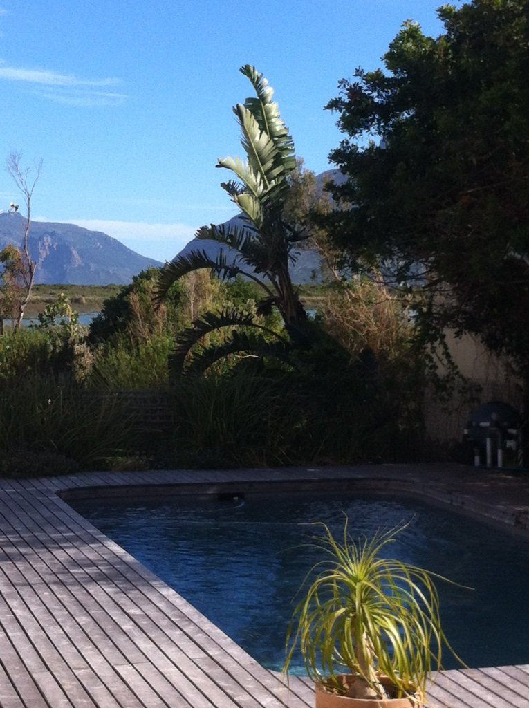21 Harrier Circle Imhoffs Gift Cape Town Western Cape South Africa Palm Tree, Plant, Nature, Wood, Garden, Swimming Pool
