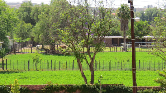 21 Klein Karoo Street Oudtshoorn Western Cape South Africa Field, Nature, Agriculture, Plant