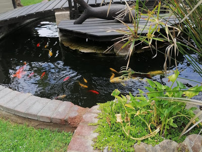 22 On Main Guesthouse Walvis Bay, Reptile, Animal, River, Nature, Waters, Garden, Plant