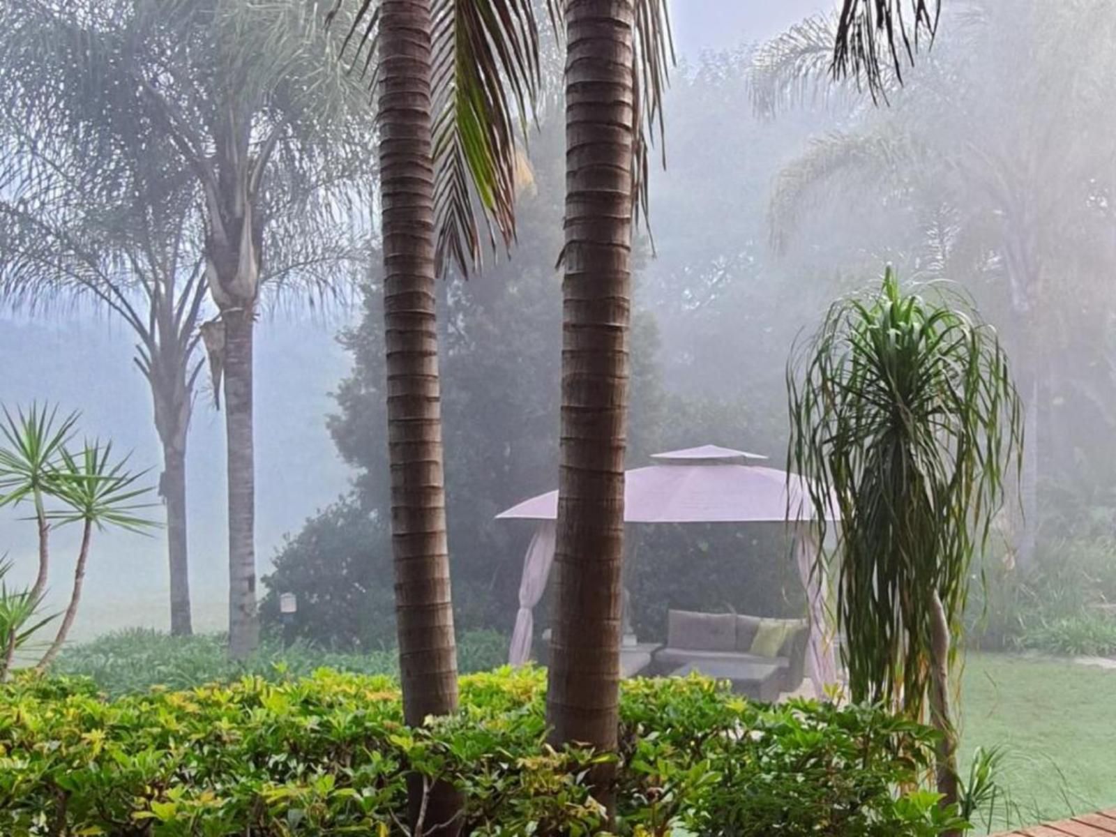 25 On Catherine Shere Pretoria Tshwane Gauteng South Africa Fog, Nature, Palm Tree, Plant, Wood, Garden, Rain