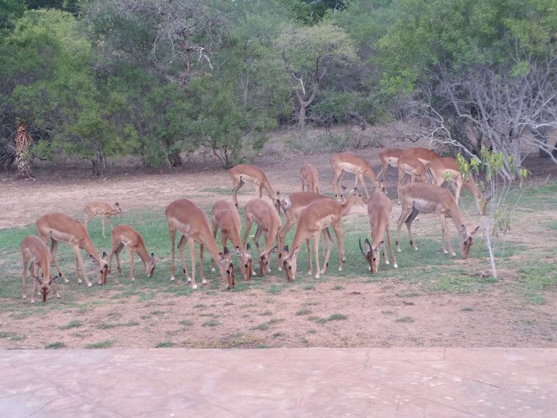 Fig Tree Self Catering Unit Marloth Park Mpumalanga South Africa Deer, Mammal, Animal, Herbivore