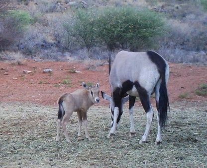 27 Degrees South Safaris Olifantshoek Northern Cape South Africa Unsaturated, Animal