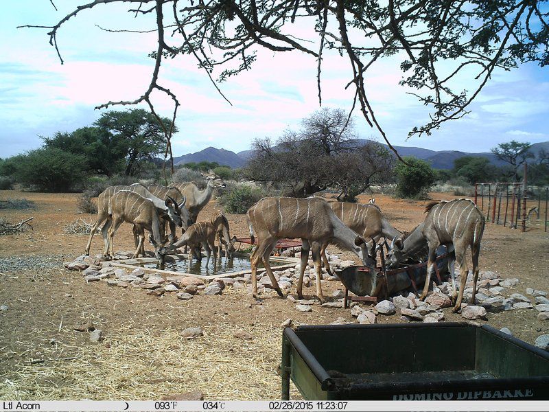 27 Degrees South Safaris Olifantshoek Northern Cape South Africa Animal