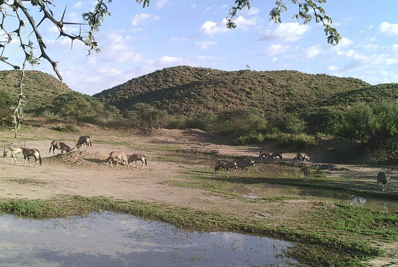 27 Degrees South Safaris Olifantshoek Northern Cape South Africa Complementary Colors, Animal