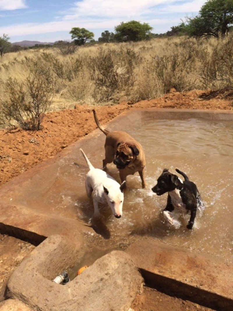 27 Degrees South Safaris Olifantshoek Northern Cape South Africa Dog, Mammal, Animal, Pet