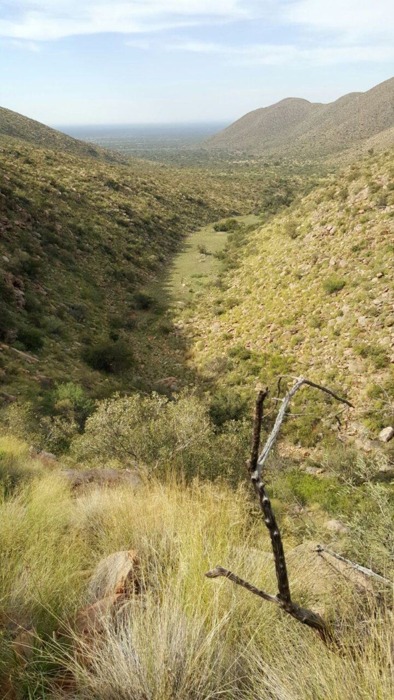 27 Degrees South Safaris Olifantshoek Northern Cape South Africa Cactus, Plant, Nature, Forest, Tree, Wood