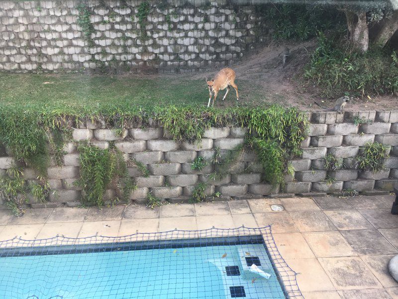 273 Sandhills Road Prince S Grant Golf Estate Princes Grant Kwadukuza Stanger Kwazulu Natal South Africa Animal, Swimming Pool