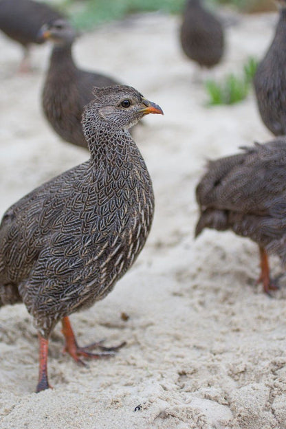 28 Duiker Meerenbosch Fisherhaven Western Cape South Africa Unsaturated, Bird, Animal