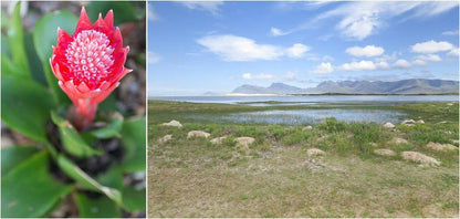 28 Duiker Meerenbosch Fisherhaven Western Cape South Africa Complementary Colors, Plant, Nature