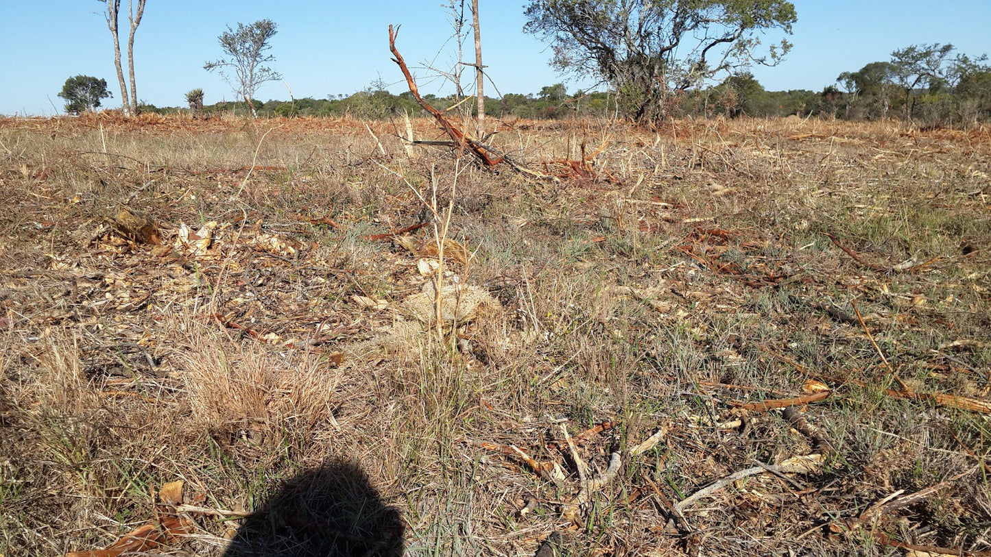 28 Stones Hill Bandb Grahamstown Eastern Cape South Africa Field, Nature, Agriculture, Forest, Plant, Tree, Wood, Lowland