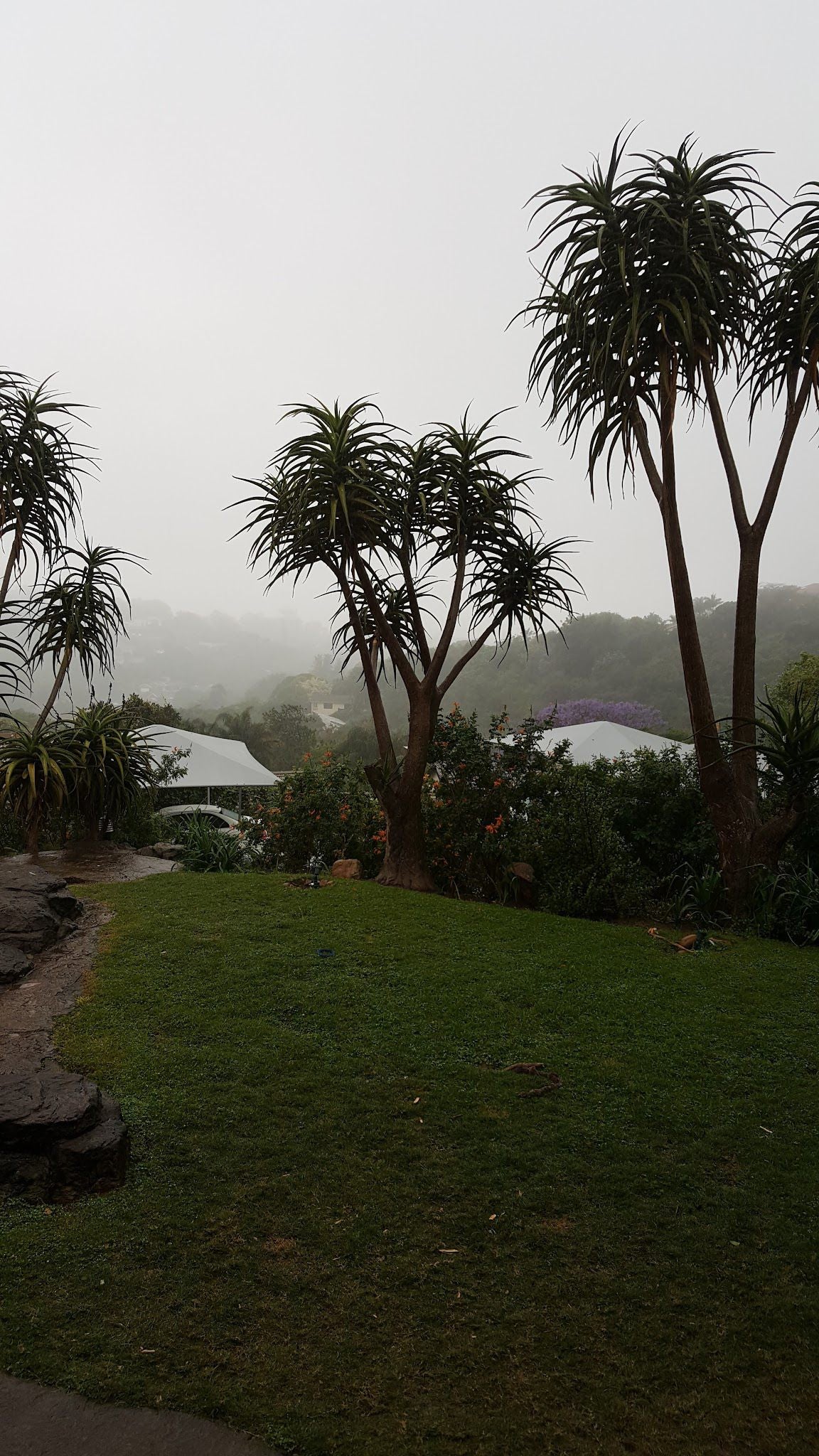 29 On St James Westville Durban Kwazulu Natal South Africa Palm Tree, Plant, Nature, Wood, Garden, Rain