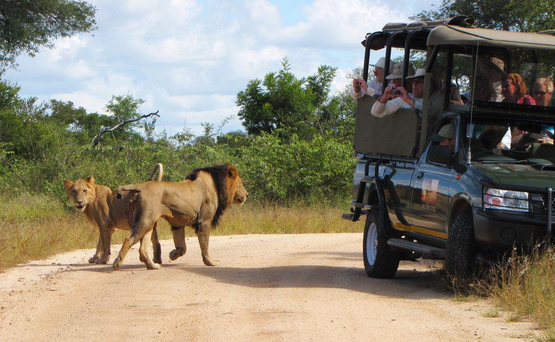 2 Night Classic Kruger Safari Package Skukuza Mpumalanga South Africa Animal