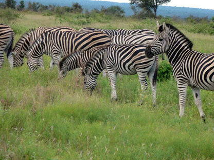 2 Night Classic Kruger Safari Package Skukuza Mpumalanga South Africa Zebra, Mammal, Animal, Herbivore