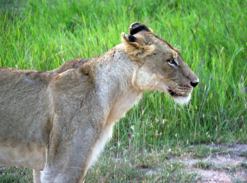 2 Night Classic Kruger Safari Package Skukuza Mpumalanga South Africa Lion, Mammal, Animal, Big Cat, Predator