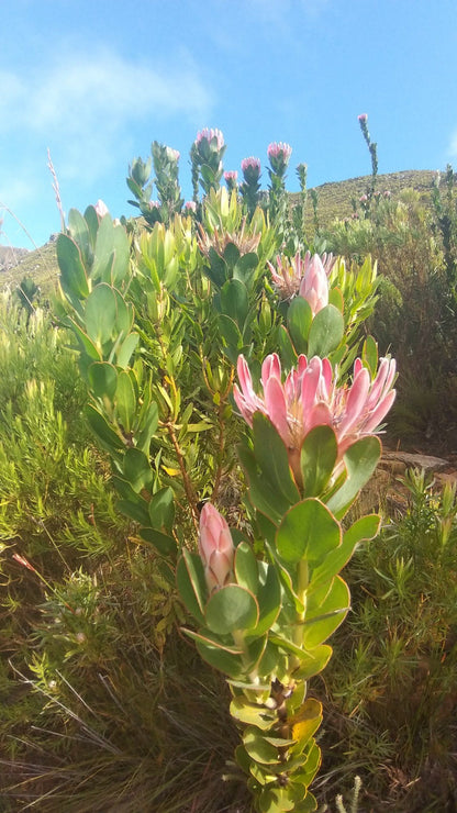 3 Sisters/Jean's Hill Hiking Trail