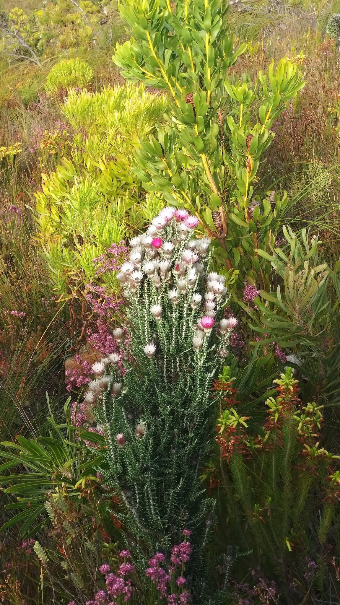 3 Sisters/Jean's Hill Hiking Trail