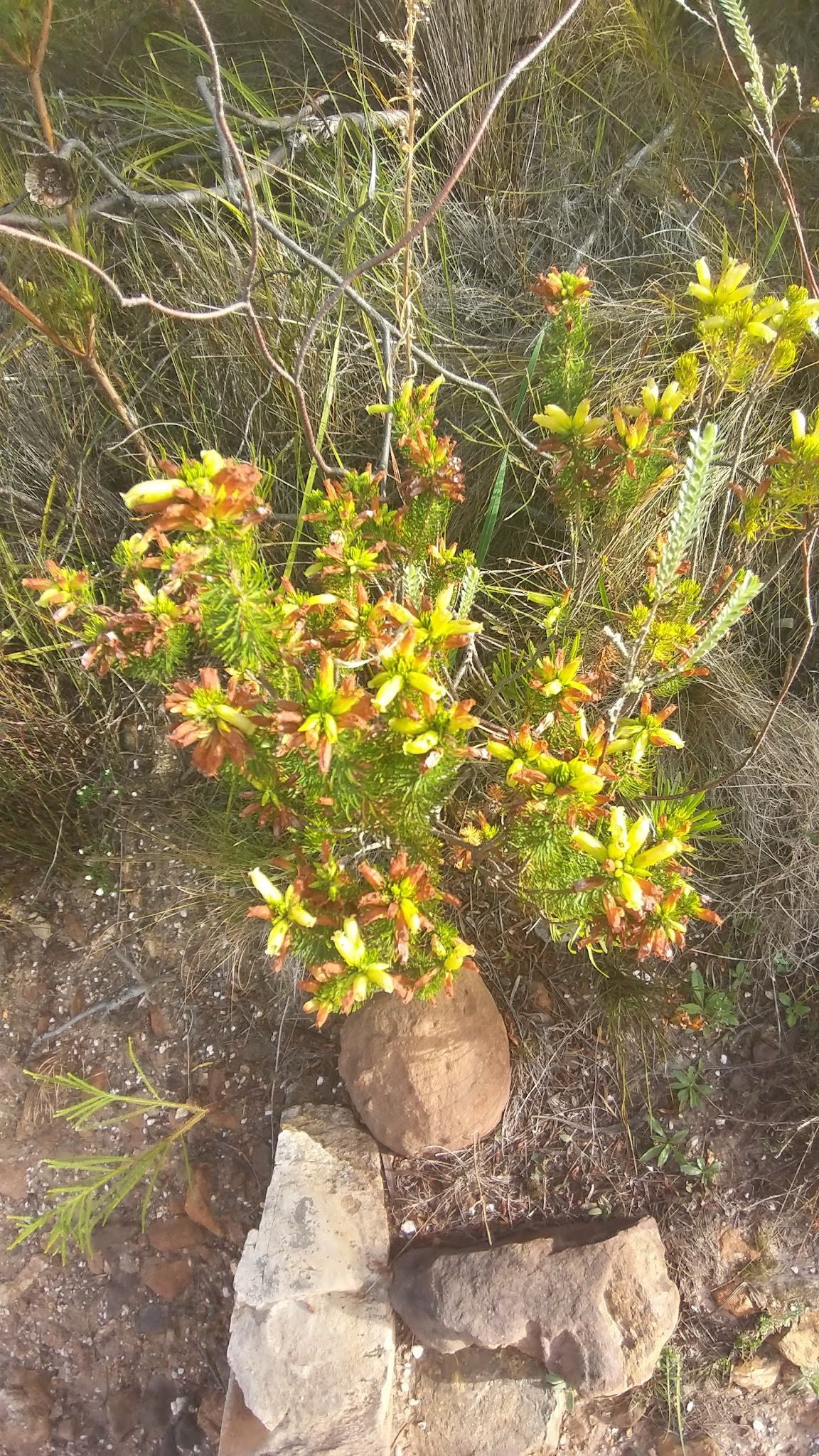 3 Sisters/Jean's Hill Hiking Trail